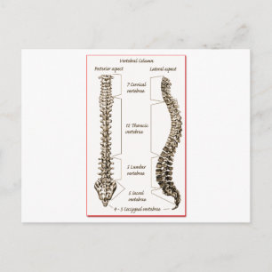 Spine Postcard