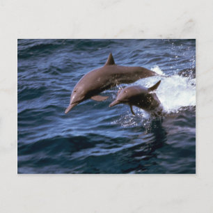 Spinner dolphin postcard