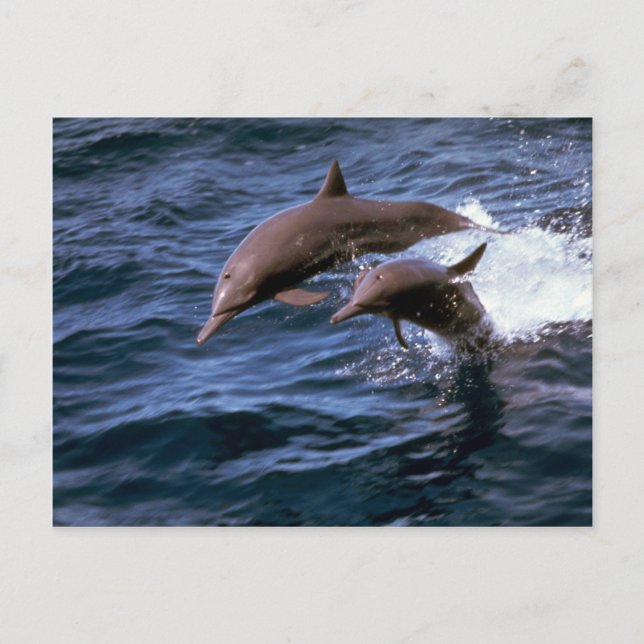 Spinner dolphin postcard (Front)