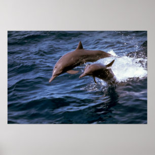 Spinner dolphin poster