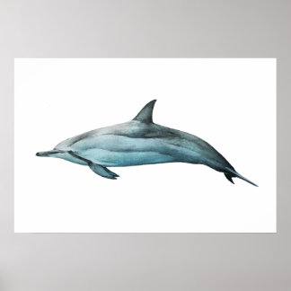 Spinner Dolphin realistic illustration Print