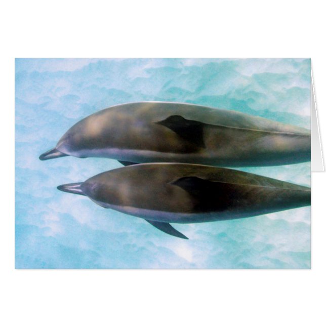 Spinner Dolphins | Oahu Hawaii (Front Horizontal)