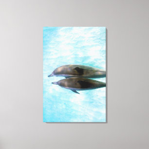 Spinner Dolphins Oahu Hawaii Canvas Print