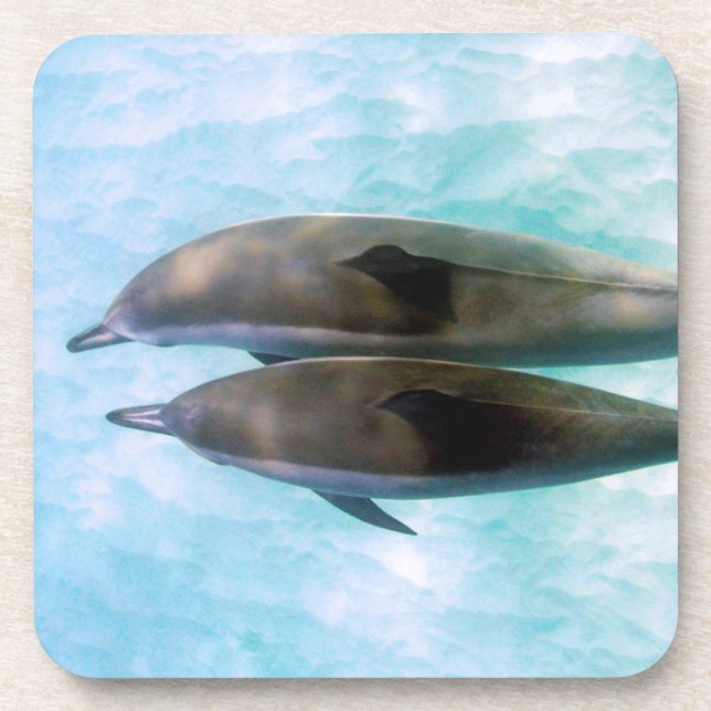 Spinner Dolphins | Oahu Hawaii Coaster (Front)
