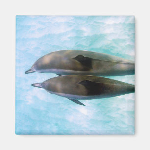 Spinner Dolphins   Oahu Hawaii Magnet
