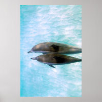 Spinner Dolphins | Oahu Hawaii