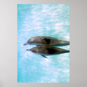 Spinner Dolphins   Oahu Hawaii Poster