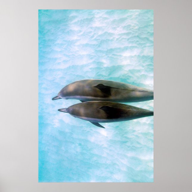 Spinner Dolphins | Oahu Hawaii Poster (Front)