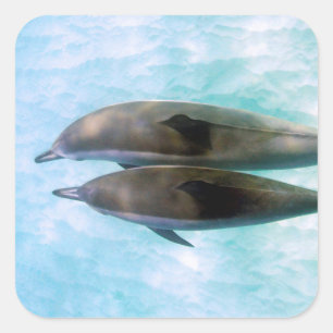 Spinner Dolphins Oahu Hawaii Square Sticker