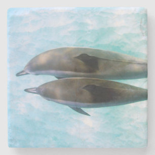 Spinner Dolphins   Oahu Hawaii Stone Coaster