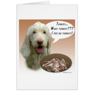 Spinone Italiano Turkey