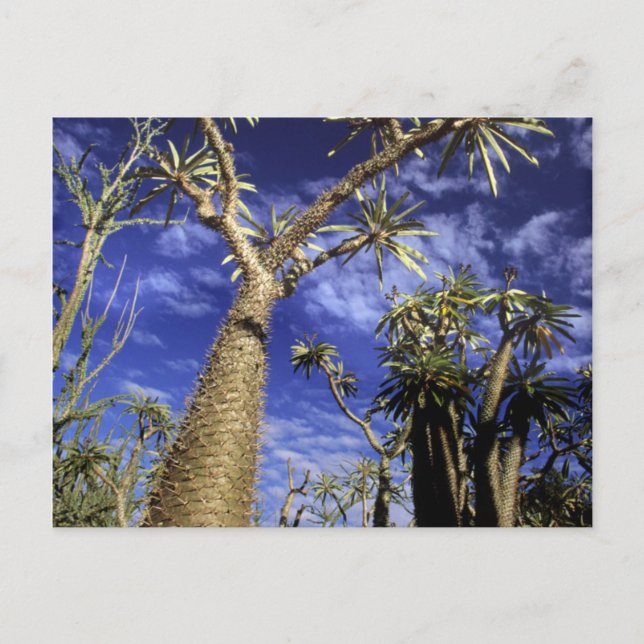 Spiny Forest Formed Of Pachypodium Trees Postcard (Front)