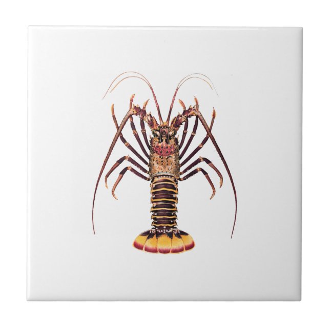 Spiny Lobster (Asian Pacific) Tile (Front)