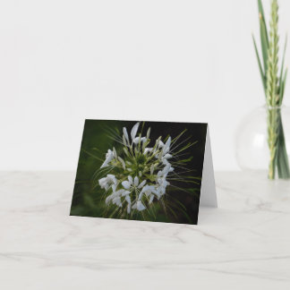 Spiny Spiderflower Thank You Card