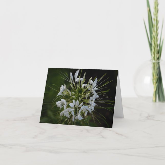 Spiny Spiderflower Thank You Card (Front)