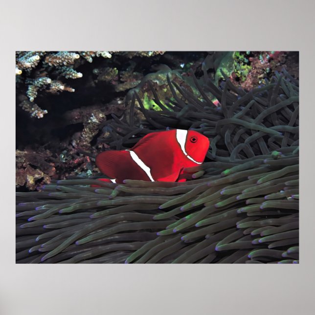 Spinycheek Clownfish Poster (Front)