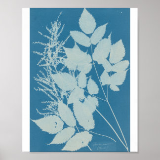 Spiraea aruncus by Anna Atkins Poster