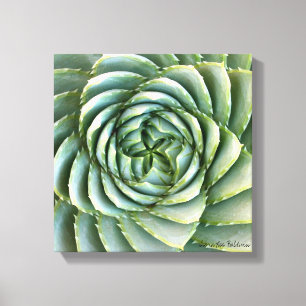 Spiral Aloe photo by Debra Lee Baldwin Canvas Print