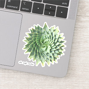 Spiral Aloe Polyphylla Succulents