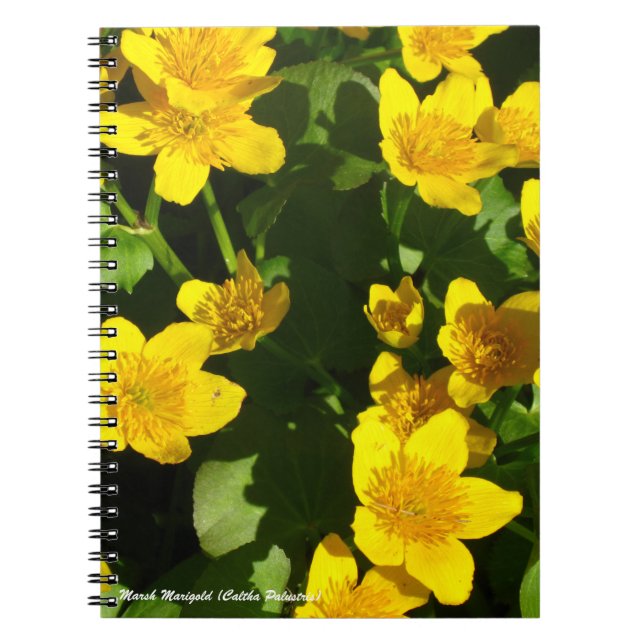 Spiral Bound Notebook 8x11" | Marsh Marigold (Front)