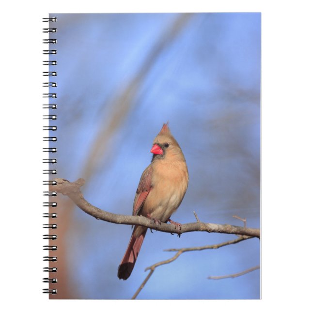 Spiral photo notebook with female northern Cardina (Front)