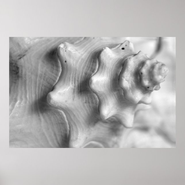 Spiralling Conch Poster (Front)