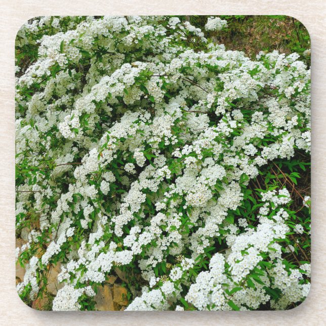 Spirea Arguta Coaster (Front)