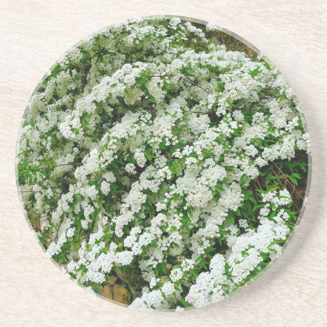 Spirea Arguta Coaster (Front)