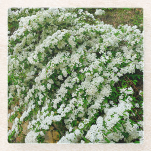 Spirea Arguta Glass Coaster
