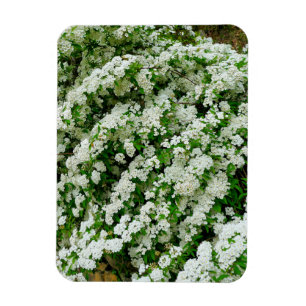 Spirea Arguta Magnet