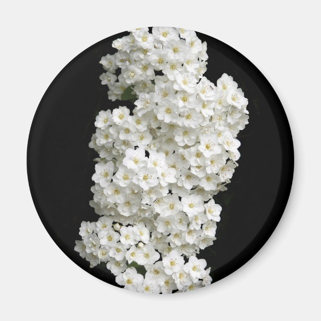 Spirea Arguta Magnet (Front)