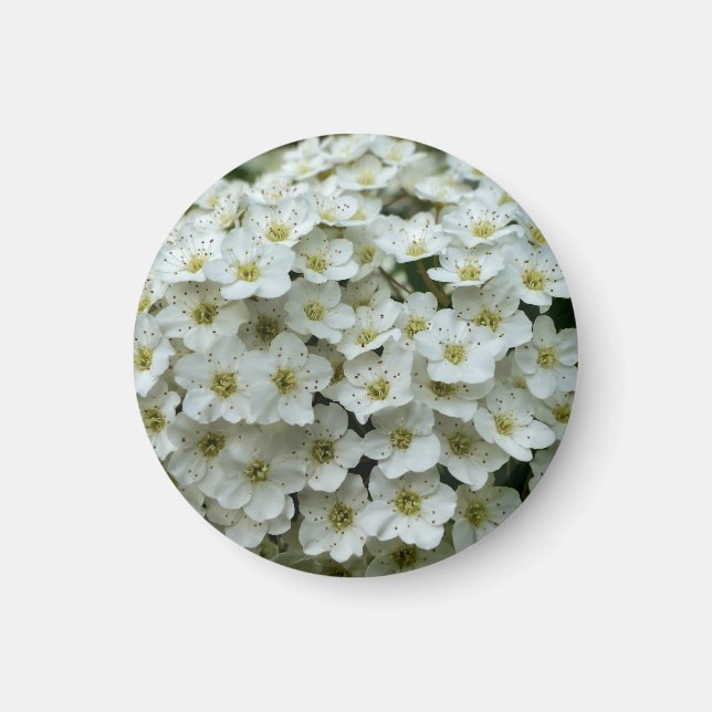 Spirea Arguta Magnet (Front)