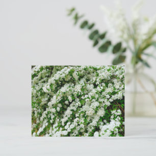 Spirea Arguta Postcard