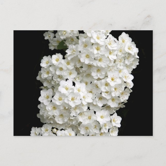 Spirea Arguta Postcard (Front)