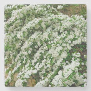 Spirea Arguta Stone Coaster