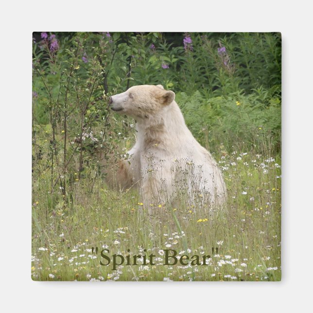 Spirit Bear Gifts Magnet (Front)