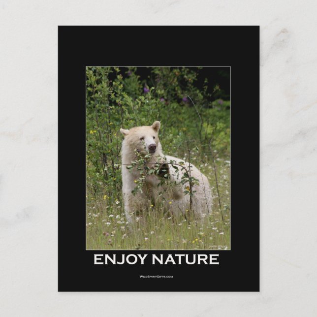 Spirit Bear Gifts Postcard (Front)