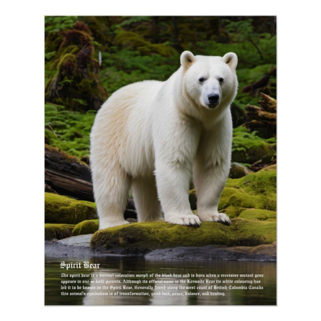 Spirit Bear Poster (Front)
