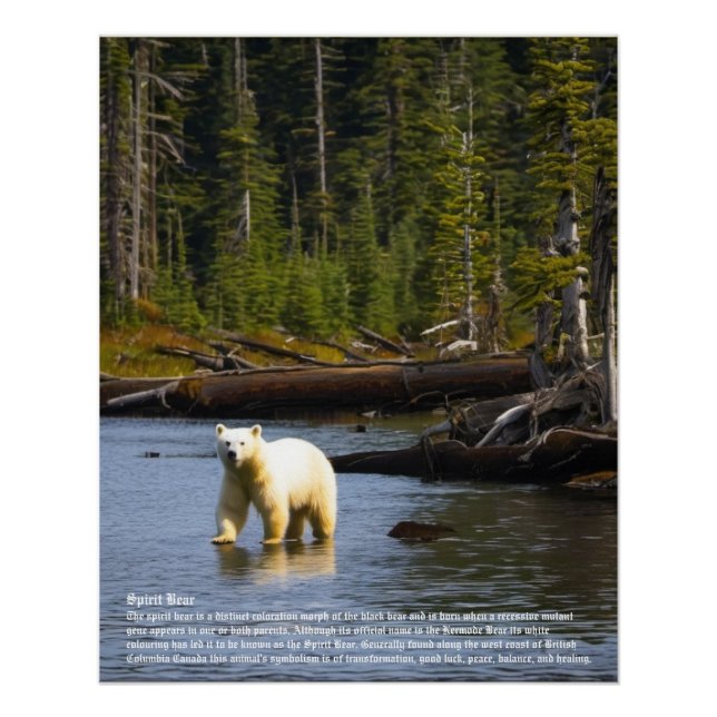Spirit Bear Poster (Front)