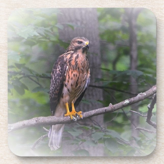 Spirit Of The Hawk Coaster (Front)