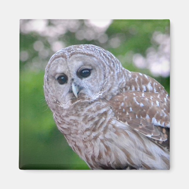 Spirit Of The Owl Magnet (Front)