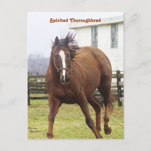 Spirited Thoroughbred Postcard (Front)