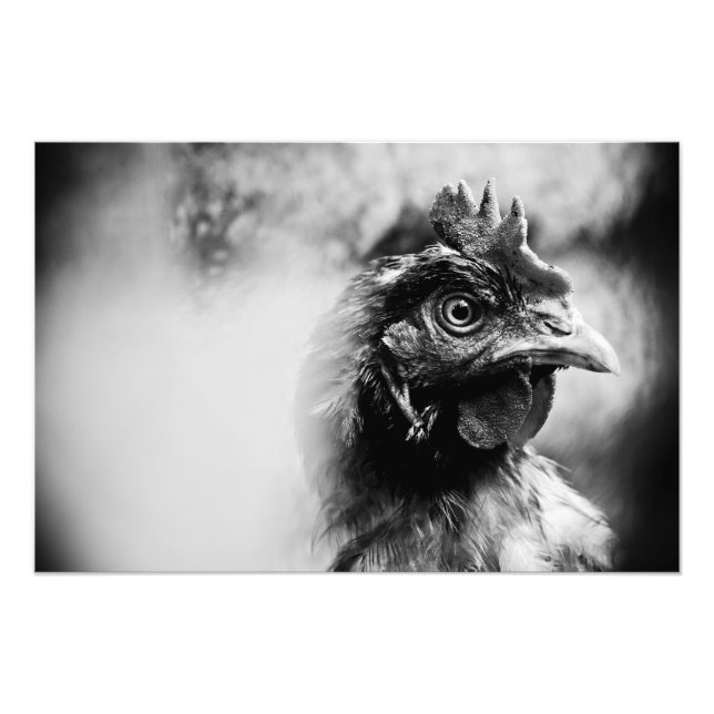 spirits and chickens 2 photo print (Front)