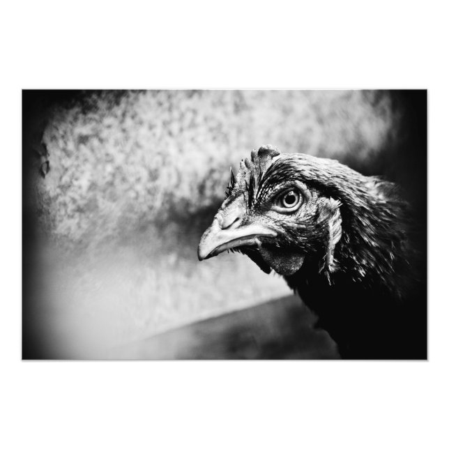 spirits and chickens photo print (Front)