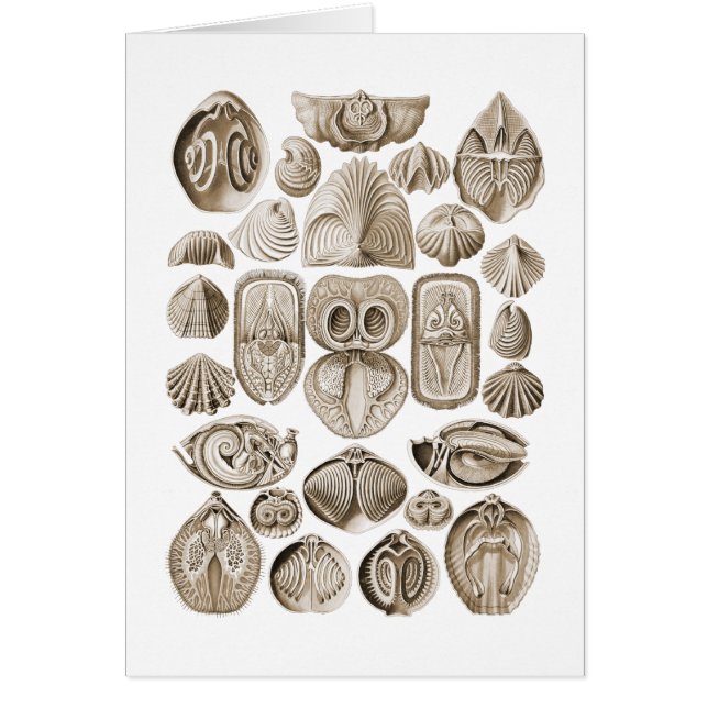 Spirobranchia (Front)