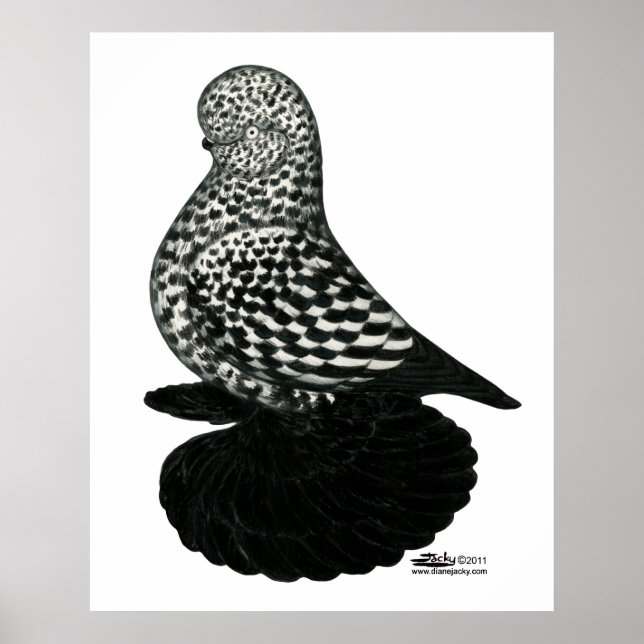 Splash Muffed Tumbler Pigeon 2 Poster (Front)