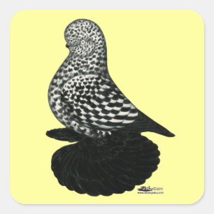 Splash Muffed Tumbler Pigeon 2 Square Sticker
