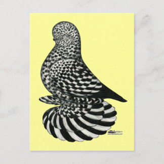Splash Muffed Tumbler Pigeon Postcard
