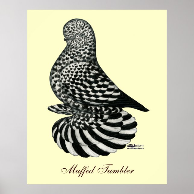 Splash Muffed Tumbler Pigeon Poster (Front)