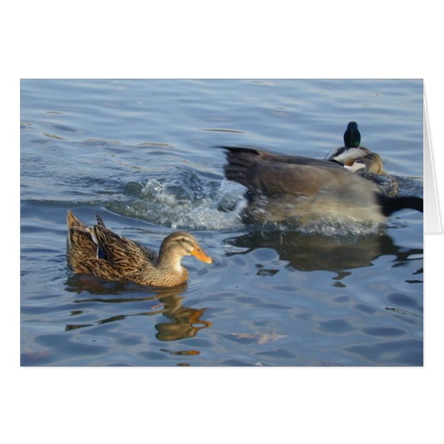 Splashed Duck card (Front Horizontal)
